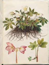 Helleborus niger (almindelig julerose)