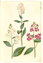 Hesperis matronalis (almindelig aftenstjerne)