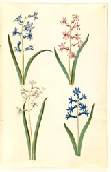 Orientalsk hyacint (Almindelig hyacint)