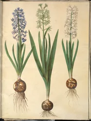 Orientalsk hyacint (Almindelig hyacint)