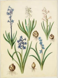 Orientalsk hyacint (almindelig hyacint); smuk skilla (himmelblå skilla)
