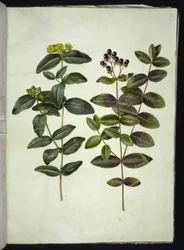Hypericum androsaemum (bær-perikon)