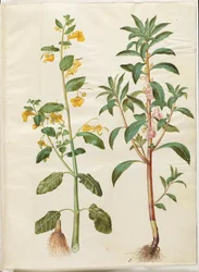 Impatiens noli-tangere (forårsbalsam); Impatiens balsamina (har-balsam)