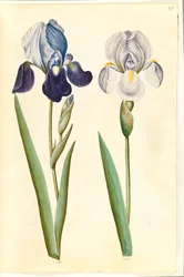 Iris ×germanica eller Iris ×sambucina (?) (have-iris eller hylde-iris); Iris ×germanica (have-iris)