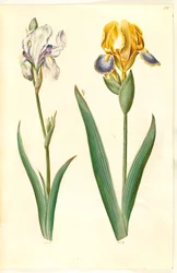 Bleg iris (bleg iris); broget iris (broget iris)