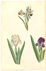 Iris persica (persisk iris); Iris lutescens eller Iris pumila (?) (dværg-iris eller lav iris)