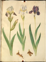 Iris × squalens (iris-hybrid); Iris (iris)