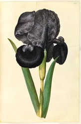 Iris susiana (sørge-iris)