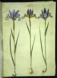 Iris xiphium (spansk iris)