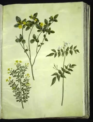 Jasminum odoratissimus (stue-jasmin); Jasminbusk (busk-jasmin); Jasminum grandiflorum (duft-jasmin)