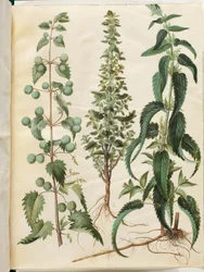 Kksgb2950/65 Brændenælde (romersk neelde); Brændende brændenælde (liden nelde); Brændenælde