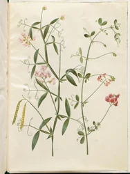 Lathyrus sylvestris (skov-fladbælg); Lathyrus tuberosus (knold-fladbælg)