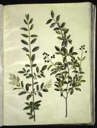Ligustrum vulgare (almindelig liguster)
