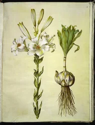hvid lilje (madonna-lilje)