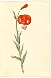 Kalcedon lilje (rød turbanlilje)