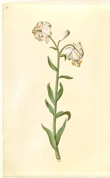 Lilium martagon (krans-lilje)