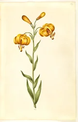 Lilium pyrenaicum (pyrenæisk lilje)