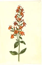 Lobelia cardinalis (cardinal lobelie)