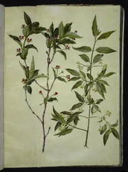 Lonicera alpigena (alpe-gedeblad); Euonymus europaeus (almindelig benved)