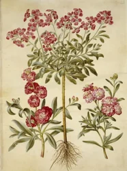 Matthiola Incana (vinter-levkøj)