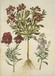 Matthiola Incana (vinter-levkøj)