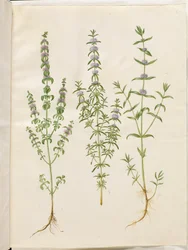 Mentha pulegium (polej-mynte); Mentha cervina (hjorte-mynte); Mentha (art af mynte)
