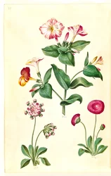 Mirabilis jalapa (vidunderblomst); Bellis perennis (almindelig tusindfryd)