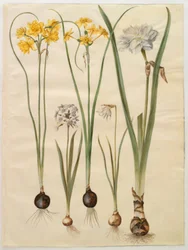 Narcissus jonquilla (siv-narcis); Narcissus tazetta (tazet); Narcissus pseudonarcissus moschatus (moskus-narcissus); poetisk narcissus (pinselilje)