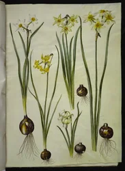 Poetisk narcissus (pinselilje); Narcissus triandrus (orkide-narcissus); Narcissus ×mediluteus (toblomstret narcissus)