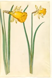 Narcissus pseudonarcissus (påskelilje)