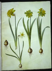 Narcissus pseudonarcissus; Narcissus? ×usammenlignelig (har-narcissist)