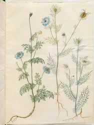Nigella sativa (sortkommen); Nigella damascena (jomfru i det grønne)
