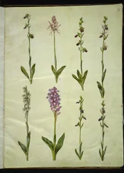 Ophrys apifera eller Ophrys sphegodes (bi-flueblomst eller tidlig flueblomst); "Orchis simia" (fantasiblomst); Ophrys apifera (bi-flueblomst); Orchis (gøgeurt); Orchis militaris (ridder-gøgeurt); Ophrys insectifera (almindelig flueblomst)