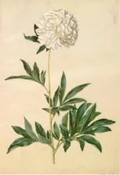 Paeonia lactiflora (silke-peon)