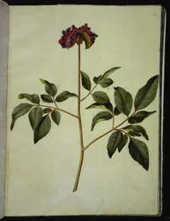 Hanpæon (rose-silkeplante)