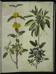 Phlomis fruticosa (almindelig løvehale); Salvia officinalis (læge-salvie)