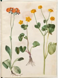 Pilosella aurantiaca (høj urt fra Pommern); Caltha palustris (England-siv)