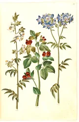 Polemonium caeruleum (almindelig jakobsstige); Lotus tetragonolobus (aspargesært)