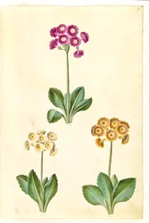Primula ×pubescens (have-aurikel)