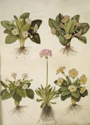 Primula vulgaris (hybrid af storblomstret kodriver); Primula farinosa (melet kodriver)