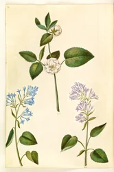 Rosa (?) (rose); Syringa vulgaris (almindelig syren)