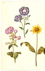 Saponaria officinalis (almindelig sæbeurt); Convolvulus tricolor (jomfruskørt); Helianthus (?) (solsikke-art)