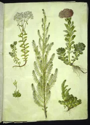 Sedum album (hvid stenurt); Sedum anacampseros (rundbladet stenurt); Sedum (stenurt); Suaeda vera (busk-strandgåsefod); Sedum rupestre (bjerg-stenurt)