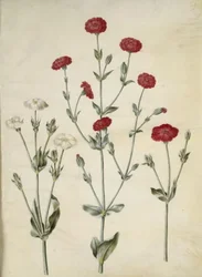 Silene coronaria (krone søpindsvin)
