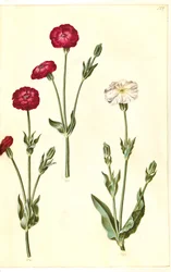 Silene coronaria (krone søpindsvin)