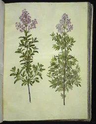 Syringa ×laciniata (fliget syre)
