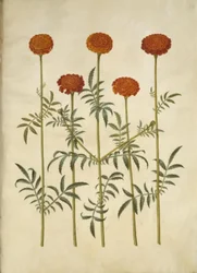 Tagetes patula (udspærret fløjlsblomst)