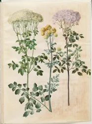 Thalictrum aquilegiifolium (akeleje-frøstjerne); Thalictrum flavum (gul frøstjerne)