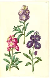 Titel side. Blomsterkrans