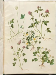 Trifolium repens (hvid-kløver); Trifolium pratense (rød-kløver); Oxalis corniculata (nedliggende surkløver); Trifolium incarnatum (blod-kløver); Oxalis acetosella (skovsyre)